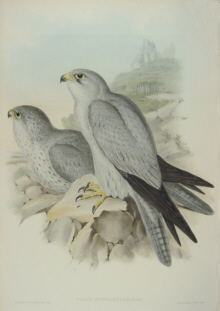 John Gould Birds of Australia
